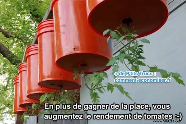 How to Grow Tomatoes Upside Down: Space-Saving Technique for Bigger Harvests