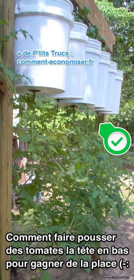 How to Grow Tomatoes Upside Down: Space-Saving Technique for Bigger Harvests