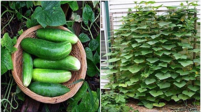 How to Grow Cucumbers Vertically: Maximize Yields in Minimal Space