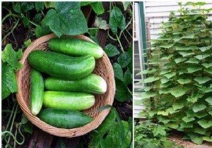 How to Grow Cucumbers Vertically: Maximize Yields in Minimal Space