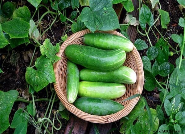 How to Grow Cucumbers Vertically: Maximize Yields in Minimal Space