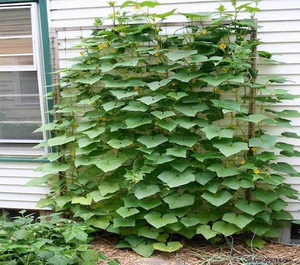 How to Grow Cucumbers Vertically: Maximize Yields in Minimal Space