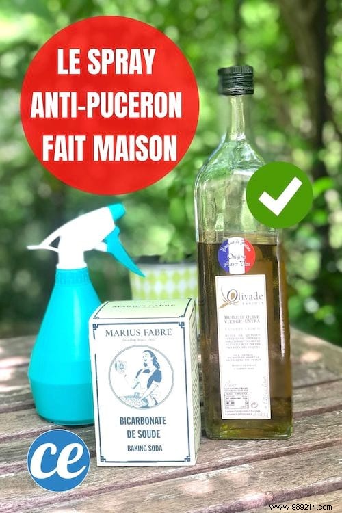 Eliminate Aphids Naturally: A Proven Gardener s Remedy with Olive Oil and Baking Soda