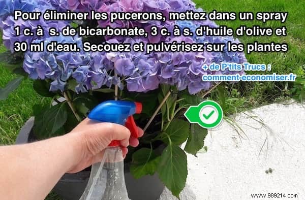 Eliminate Aphids Naturally: A Proven Gardener s Remedy with Olive Oil and Baking Soda