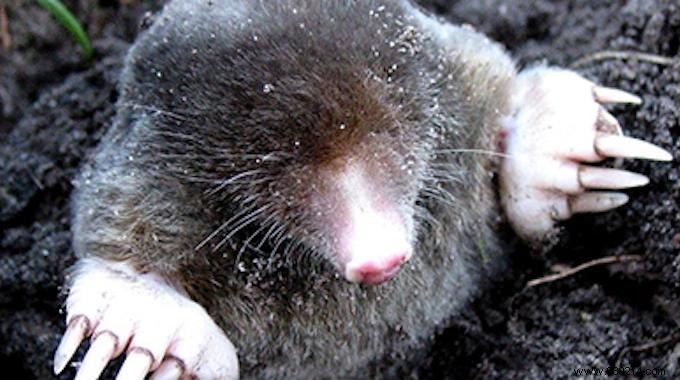 7 Proven Natural Methods to Repel Moles from Your Garden Safely