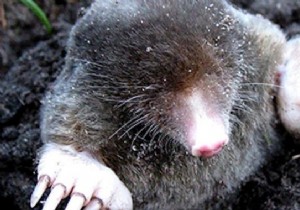 7 Proven Natural Methods to Repel Moles from Your Garden Safely
