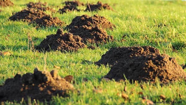 7 Proven Natural Methods to Repel Moles from Your Garden Safely