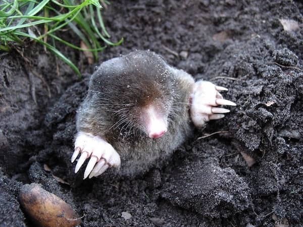 7 Proven Natural Methods to Repel Moles from Your Garden Safely