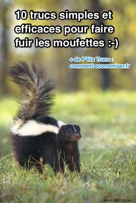 10 Proven Tips to Humanely Repel Skunks from Your Home and Garden