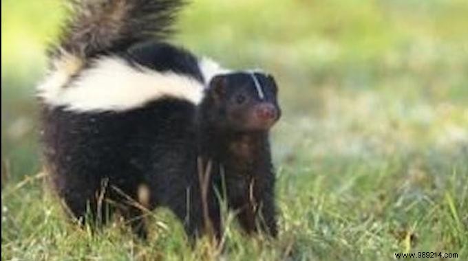 10 Proven Tips to Humanely Repel Skunks from Your Home and Garden