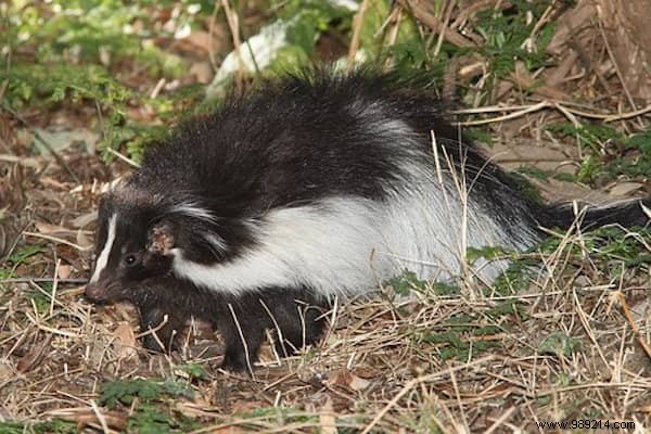 10 Proven Tips to Humanely Repel Skunks from Your Home and Garden