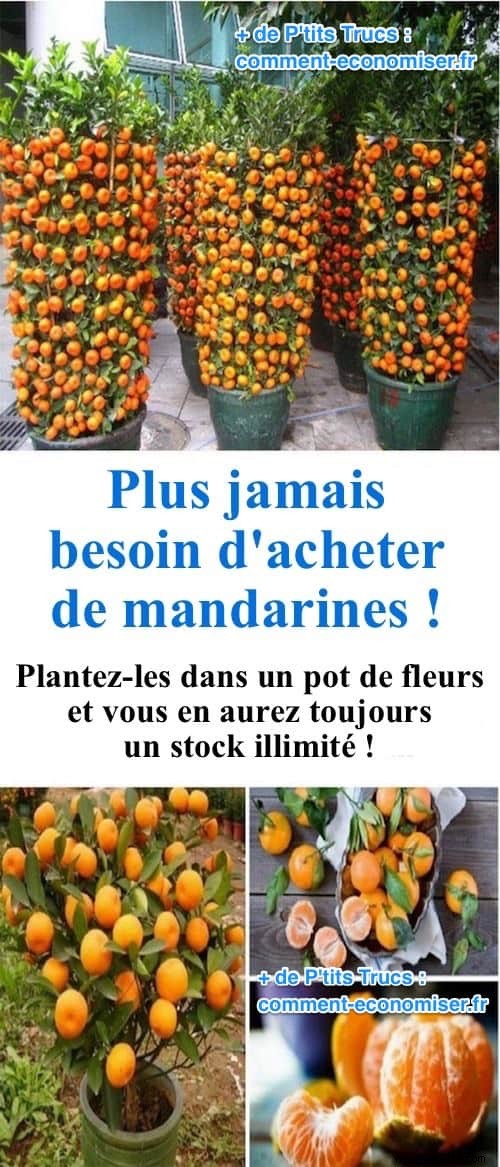 Grow Endless Tangerines at Home: Simple Seed-to-Harvest Guide from a Seasoned Gardener