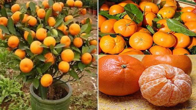 Grow Endless Tangerines at Home: Simple Seed-to-Harvest Guide from a Seasoned Gardener