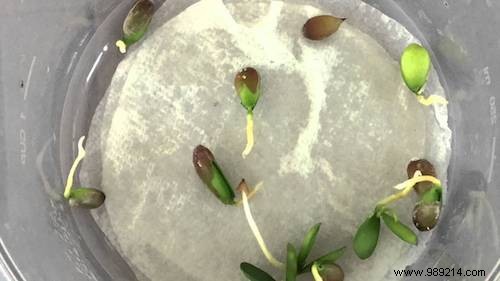 Grow Endless Tangerines at Home: Simple Seed-to-Harvest Guide from a Seasoned Gardener