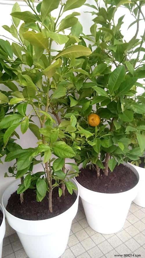 Grow Endless Tangerines at Home: Simple Seed-to-Harvest Guide from a Seasoned Gardener