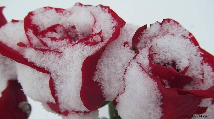 How to Protect Your Roses from Winter Frost: Proven Natural Methods