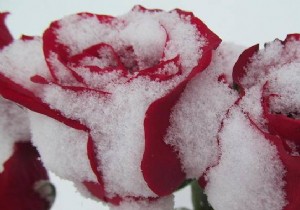 How to Protect Your Roses from Winter Frost: Proven Natural Methods