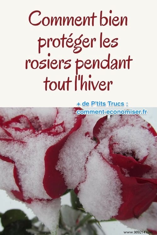 How to Protect Your Roses from Winter Frost: Proven Natural Methods