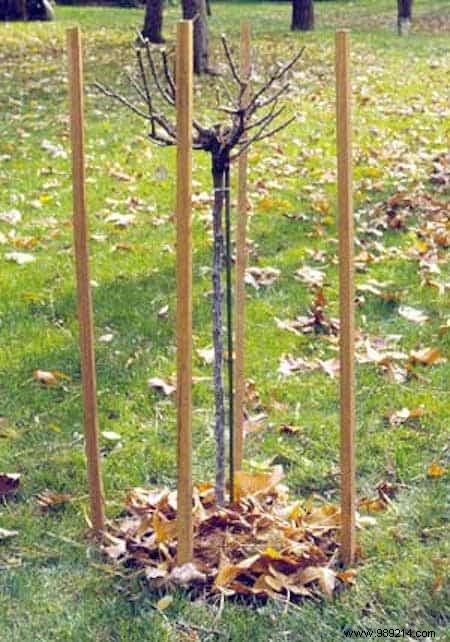 How to Protect Your Roses from Winter Frost: Proven Natural Methods