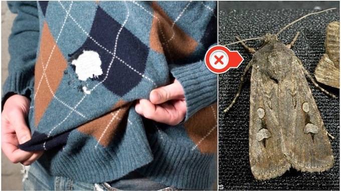 7 Proven Natural Remedies to Stop Moths from Ruining Your Clothes