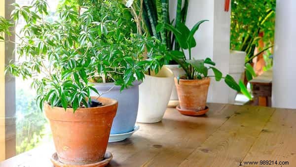 13 Proven Uses for Banana Peels: Eco-Friendly Hacks for Gardening, Cleaning, and Health