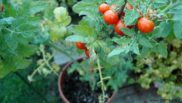 13 Proven Uses for Banana Peels: Eco-Friendly Hacks for Gardening, Cleaning, and Health