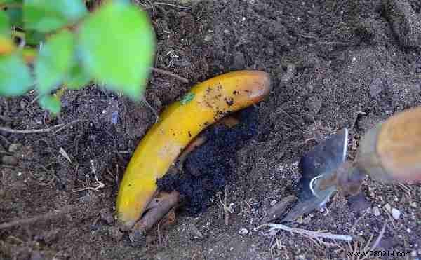 13 Proven Uses for Banana Peels: Eco-Friendly Hacks for Gardening, Cleaning, and Health