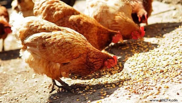 13 Proven Uses for Banana Peels: Eco-Friendly Hacks for Gardening, Cleaning, and Health