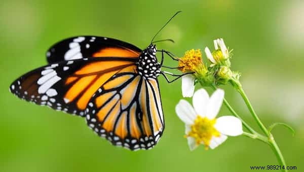 13 Proven Uses for Banana Peels: Eco-Friendly Hacks for Gardening, Cleaning, and Health