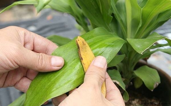 13 Proven Uses for Banana Peels: Eco-Friendly Hacks for Gardening, Cleaning, and Health