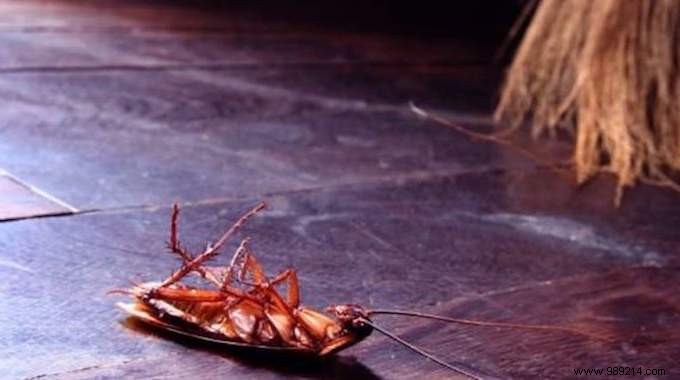 9 Proven Natural Tips to Eliminate Cockroaches from Your Home for Good