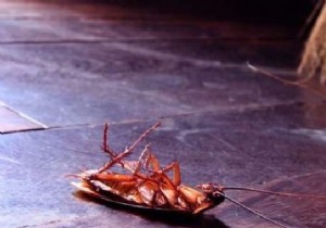 9 Proven Natural Tips to Eliminate Cockroaches from Your Home for Good