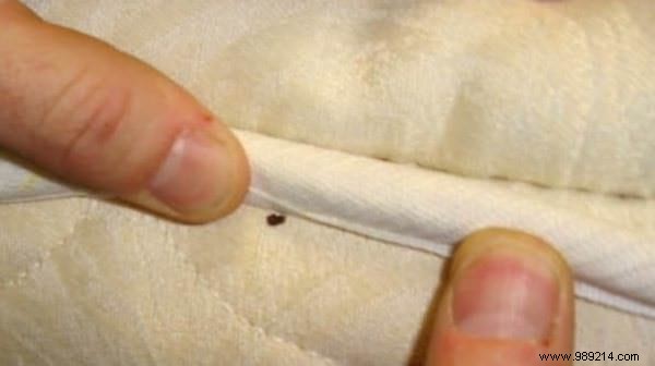 Expert Guide: Eliminate Bed Bugs at Home Quickly with Proven, Pesticide-Free Methods