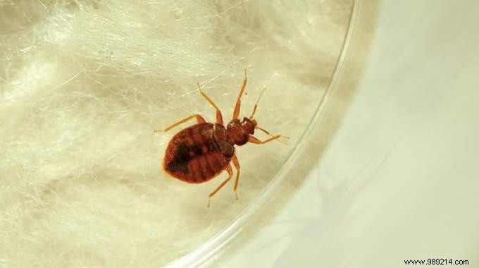 Expert Guide: Eliminate Bed Bugs at Home Quickly with Proven, Pesticide-Free Methods