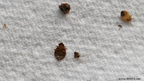 Expert Guide: Eliminate Bed Bugs at Home Quickly with Proven, Pesticide-Free Methods