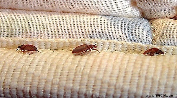 Expert Guide: Eliminate Bed Bugs at Home Quickly with Proven, Pesticide-Free Methods