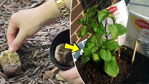 25 Proven Ways to Repurpose Used Tea Bags for Health, Home, Kitchen, and Garden