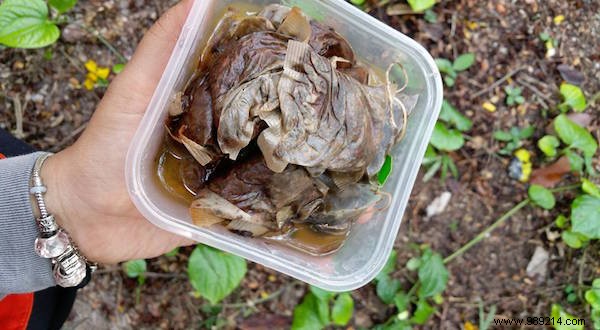 25 Proven Ways to Repurpose Used Tea Bags for Health, Home, Kitchen, and Garden