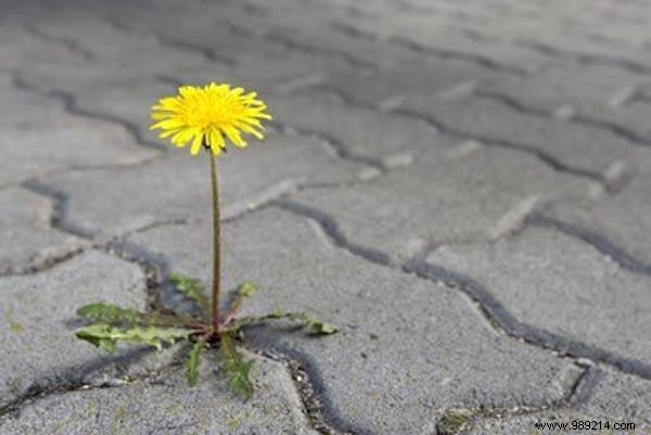 13 Proven Ways to Use White Vinegar for a Spotless, Budget-Friendly Home