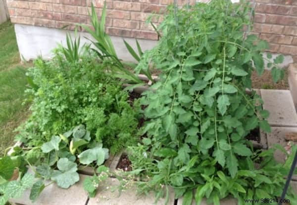 Build a Simple, Affordable Raised Vegetable Garden with Cinder Blocks: Our Proven Family Method