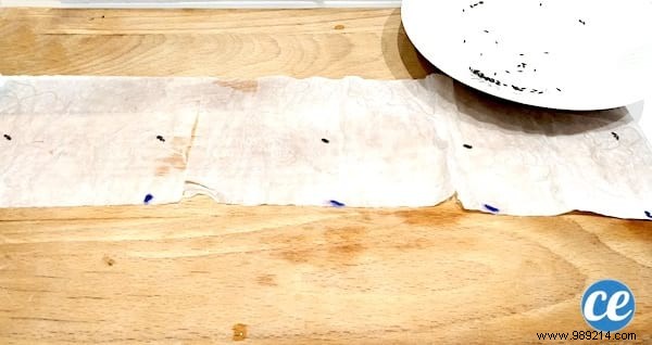 DIY Seed Tape: Make Perfect Seed Ribbons with Toilet Paper