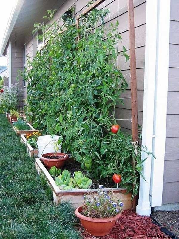 23 Proven Space-Saving Tips for Your First Successful Vegetable Garden