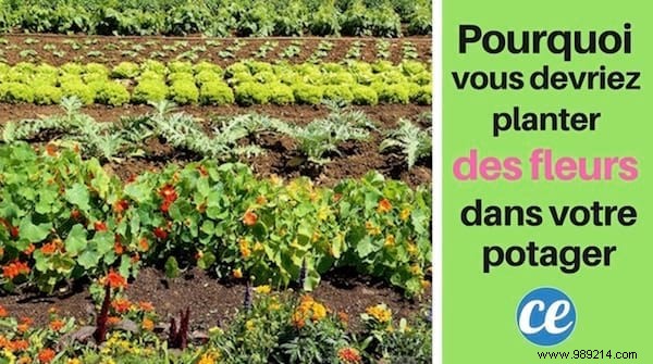 Why You Should Plant Flowers in Your Vegetable Garden: Boost Yields and Health with Companion Planting