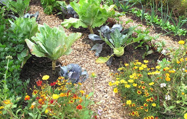 Why You Should Plant Flowers in Your Vegetable Garden: Boost Yields and Health with Companion Planting