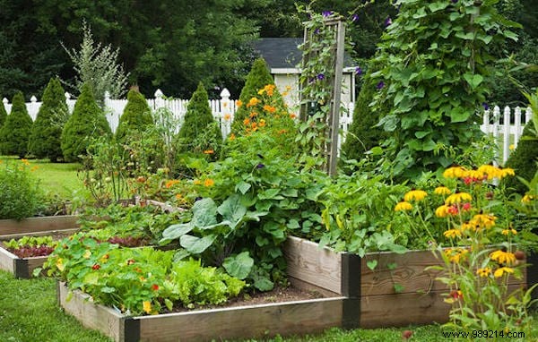 Why You Should Plant Flowers in Your Vegetable Garden: Boost Yields and Health with Companion Planting