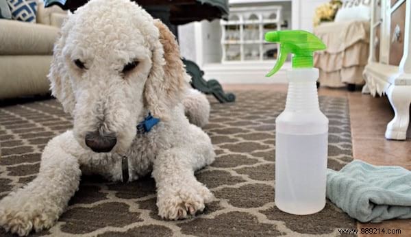 10 Proven Ways to Use White Vinegar for Cleaning and Household Hacks