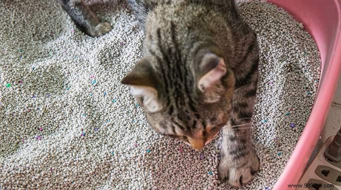 Eliminate Litter Box Odors for Good: Proven Baking Soda and Vinegar Method