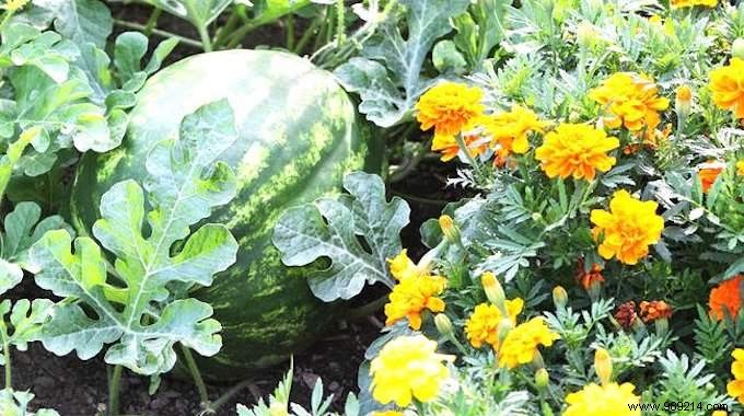 13 Proven Companion Planting Pairs for Healthier Gardens and Natural Pest Control
