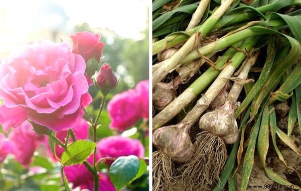 13 Proven Companion Planting Pairs for Healthier Gardens and Natural Pest Control