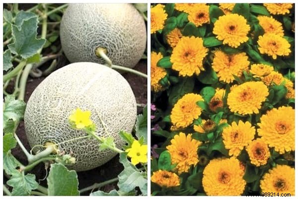 13 Proven Companion Planting Pairs for Healthier Gardens and Natural Pest Control